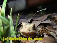 /home//u458753944/public_html/sourcegallery//////Toads/P80/P8030995.JPG