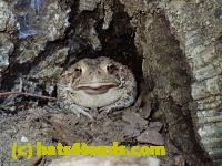 /home//u458753944/public_html/sourcegallery//////Toads/P80/P8030997.JPG
