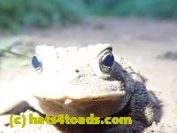 /home//u458753944/public_html/sourcegallery//////Toads/P91/P9110201.JPG