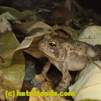 /home//u458753944/public_html/sourcegallery//////Toads/P92/P9270077.JPG