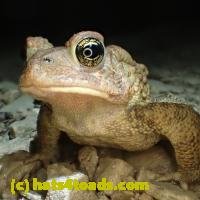 /home//u458753944/public_html/sourcegallery//////Toads/P92/P9290088.JPG