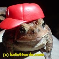 /home//u458753944/public_html/sourcegallery/////Best/mario.JPG