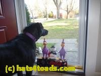 /home//u458753944/public_html/sourcegallery/////Chickens/Cookie/P1100723.JPG