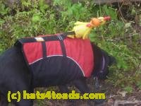 /home//u458753944/public_html/sourcegallery/////Chickens/Cookie/P1140460.JPG