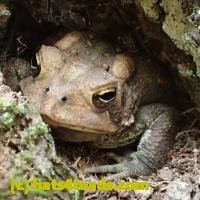 /home//u458753944/public_html/sourcegallery/////Toads/P06/PA070127.JPG