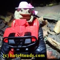 /home//u458753944/public_html/sourcegallery/////Toads/P06/PA070144.JPG