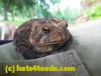 /home//u458753944/public_html/sourcegallery/////Toads/P10/P1060865.JPG