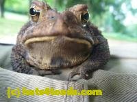 /home//u458753944/public_html/sourcegallery/////Toads/P10/P1060869.JPG