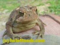/home//u458753944/public_html/sourcegallery/////Toads/P10/P1070299.JPG