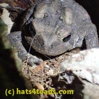 /home//u458753944/public_html/sourcegallery/////Toads/P60/P6050674.JPG
