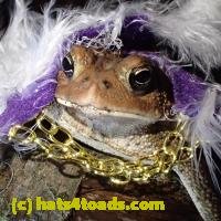 /home//u458753944/public_html/sourcegallery/////Toads/P60/P6050678.JPG