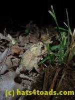 /home//u458753944/public_html/sourcegallery/////Toads/P80/P8030990.JPG