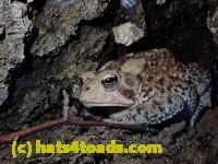 /home//u458753944/public_html/sourcegallery/////Toads/P80/P8031001.JPG