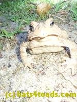 /home//u458753944/public_html/sourcegallery/////Toads/P82/P8200366.JPG