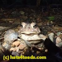 /home//u458753944/public_html/sourcegallery/////Toads/P91/P9180777.JPG