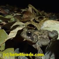 /home//u458753944/public_html/sourcegallery/////Toads/P92/P9270073.JPG