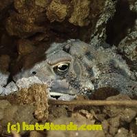 /home//u458753944/public_html/sourcegallery/////Toads/P92/P9290086.JPG