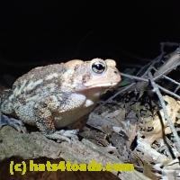 /home//u458753944/public_html/sourcegallery/////Toads/PA23/PA230186.JPG