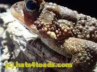 /home//u458753944/public_html/sourcegallery////Toads/P41/P4110048.JPG
