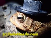 /home//u458753944/public_html/sourcegallery////Toads/P41/P4110052.JPG
