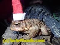 /home//u458753944/public_html/sourcegallery////Toads/P41/P4110054.JPG