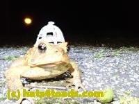 /home//u458753944/public_html/sourcegallery////Toads/P41/P4130411.JPG