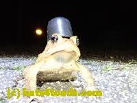 /home//u458753944/public_html/sourcegallery////Toads/P41/P4130415.JPG