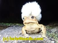 /home//u458753944/public_html/sourcegallery////Toads/P41/P4130430.JPG