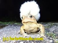 /home//u458753944/public_html/sourcegallery////Toads/P41/P4130432.JPG