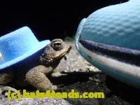 /home//u458753944/public_html/sourcegallery////Toads/P41/P4150653.JPG