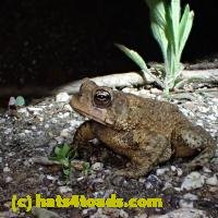 /home//u458753944/public_html/sourcegallery////Toads/P41/P4180382.JPG