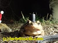 /home//u458753944/public_html/sourcegallery////Toads/P42/P4220112.JPG