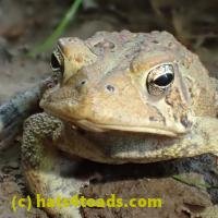 /home//u458753944/public_html/sourcegallery////Toads/P52/P5210023.JPG