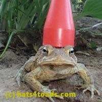 /home//u458753944/public_html/sourcegallery////Toads/P52/P5210025.JPG