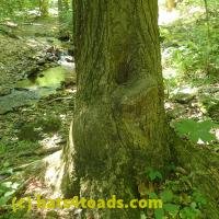 /home//u458753944/public_html/sourcegallery////Toads/P52/P5260538.JPG