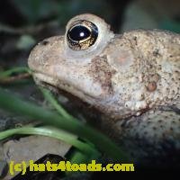/home//u458753944/public_html/sourcegallery////Toads/P52/P5270592.JPG