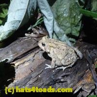 /home//u458753944/public_html/sourcegallery////Toads/P62/P6220179.JPG