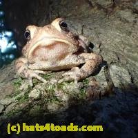 /home//u458753944/public_html/sourcegallery////Toads/P62/P6250739.JPG