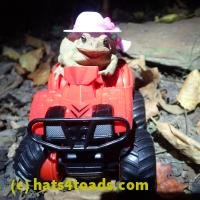 /home//u458753944/public_html/sourcegallery///Toads/P06/PA070145.JPG
