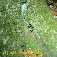 /home//u458753944/public_html/sourcegallery///Toads/P06/PA070147.JPG