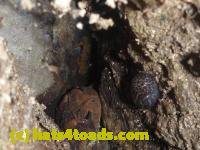 /home//u458753944/public_html/sourcegallery///Toads/P10/P1080275.JPG