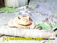 /home//u458753944/public_html/sourcegallery///Toads/P40/P4050372.JPG