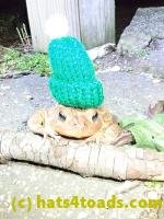 /home//u458753944/public_html/sourcegallery///Toads/P40/P4050374.JPG