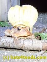 /home//u458753944/public_html/sourcegallery///Toads/P40/P4050378.JPG