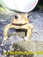 /home//u458753944/public_html/sourcegallery///Toads/P41/P4130424.JPG