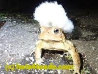/home//u458753944/public_html/sourcegallery///Toads/P41/P4130428.JPG