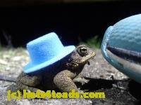 /home//u458753944/public_html/sourcegallery///Toads/P41/P4150652.JPG