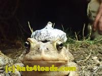 /home//u458753944/public_html/sourcegallery///Toads/P42/P4220106.JPG