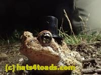 /home//u458753944/public_html/sourcegallery///Toads/P42/P4220108.JPG
