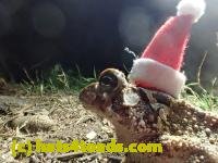 /home//u458753944/public_html/sourcegallery///Toads/P42/P4220110.JPG
